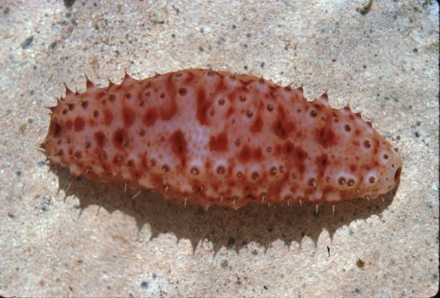 Stichopus noctivagus